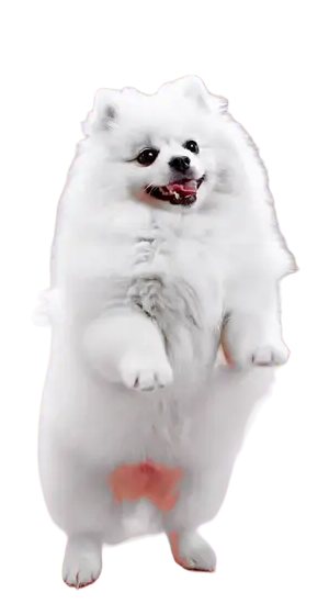 Arka ayakları üstünde dans eden beyaz Pomeranian
